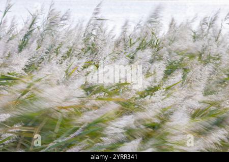 Roseau commun, roseau commun, Phragmites communis, roseau dans le vent, Schleswig-Holstein, Allemagne Banque D'Images