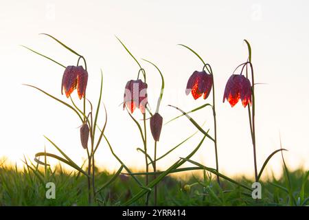 Lis à carreaux, Fritillaria meleagris, fleur violette, Schleswig-Holstein, Allemagne Banque D'Images