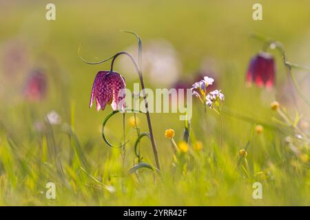 Lis à carreaux, Fritillaria meleagris, fleur violette, Schleswig-Holstein, Allemagne Banque D'Images