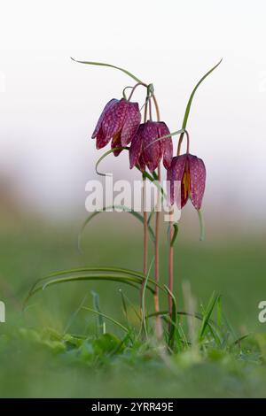 Lis à carreaux, Fritillaria meleagris, fleur violette, Schleswig-Holstein, Allemagne Banque D'Images