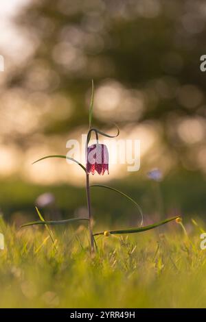 Lis à carreaux, Fritillaria meleagris, fleur violette, Schleswig-Holstein, Allemagne Banque D'Images