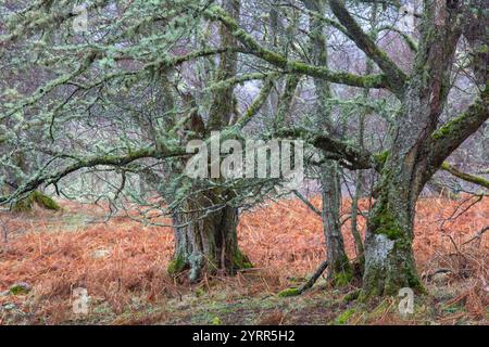 Bouleau argenté, bouleau pleureur, bouleau blanc, Betula pendula, Betula alba, Betula verrucosa, bouleau rustique, Cairgorms, Écosse Banque D'Images