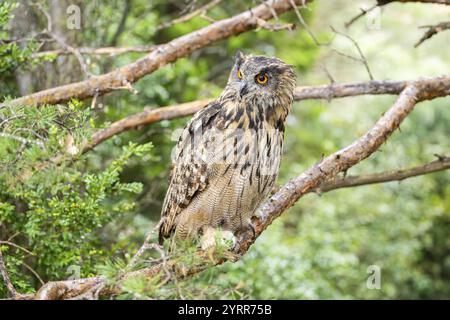 Aigle-hibou eurasien (Bubo bubo), captif, assis sur une branche dans une forêt, Pyrénées, Catalogne, Espagne, Europe Banque D'Images