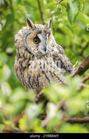 Hibou à oreilles longues (Asio otus), ou hibou à cornes moindres, assis sur une branche, captif, Pyrénées, Catalogne, Espagne, Europe Banque D'Images