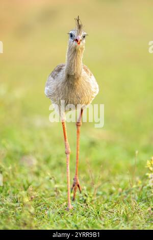 Sériema à pieds rouges (Cariama cristata), South Pantanal, Aquidauana, Taunay, Mato Grosso do Sul, Brésil, Amérique du Sud Banque D'Images