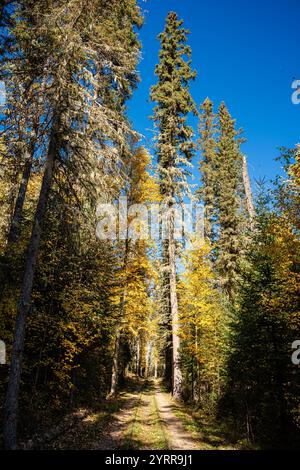 Une route traverse une forêt avec des arbres des deux côtés. Les arbres sont grands et verts, et le ciel est clair et bleu. Scène est paisible et serein, comme t Banque D'Images