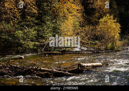 Une rivière avec beaucoup de branches tombées et de feuilles flottant dessus. L'eau est calme et le soleil brille dessus Banque D'Images