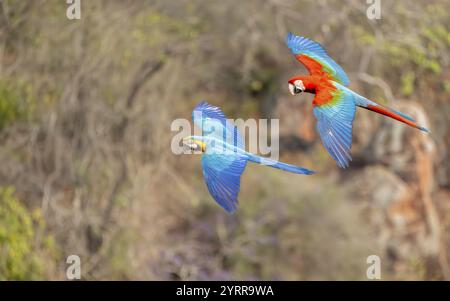 Macaw à poitrine jaune (Ara ararauna) et Macaw à ailes vertes (Ara chloropterus), Buraco das Araras, South Pantanal, Jardim, Mato Grosso do Sul, Brésil Banque D'Images