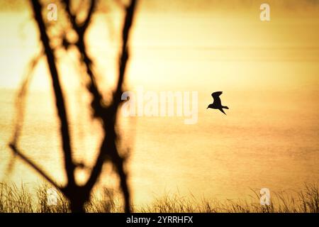 silhouette d'un oiseau volant au-dessus de l'eau avec un lever de soleil doré Banque D'Images