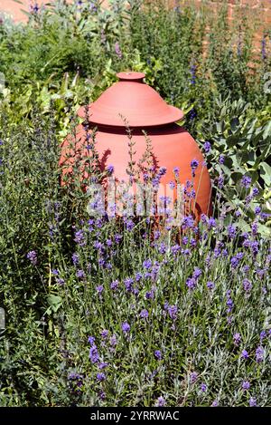 Pot de forçage de rhubarbe en terre cuite avec lavande poussant devant dans le jardin.. Été Banque D'Images