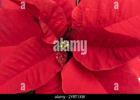 Belle poinsettia rouge de Noël en serre fleurissant à temps pour la saison des fêtes. Banque D'Images