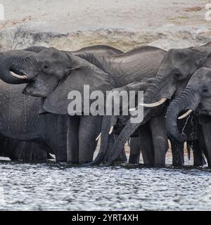 Une famille d'éléphants d'Afrique se réunit au bord de la rivière pour boire de la rivière Chobe. Banque D'Images
