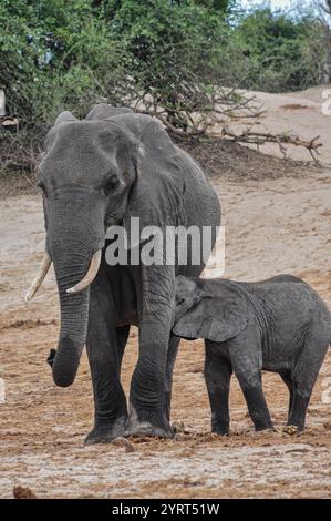 Un bébé éléphant d'Afrique se nourrit de sa mère sur une rive sablonneuse. Banque D'Images