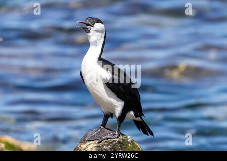 Cormoran à face noire perché sur la roche Banque D'Images