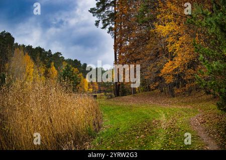 Explorez la beauté de l'automne avec un sentier forestier pittoresque entouré d'un feuillage vibrant et d'une végétation luxuriante, parfait pour une promenade paisible dans la nature Banque D'Images