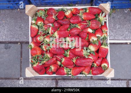 Fraises fraîchement récoltées parfaitement emballées dans une Market Box Banque D'Images