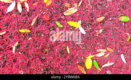 Pétales de fleurs rouges du pohutukawa (Metrosideros excelsa), arbre de Noël néo-zélandais, sur le sol avec une gamme de petites feuilles Banque D'Images