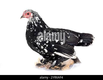 Démarré Bantam in front of white background Banque D'Images