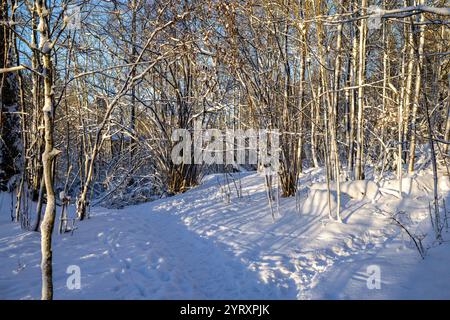 Paysage hiver neige Banque D'Images