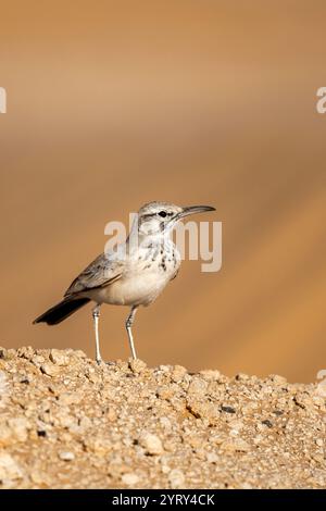 Greater Hoopoe-Lark, Alaemon alaudipes, désert du Sahara, Tunisie. Banque D'Images