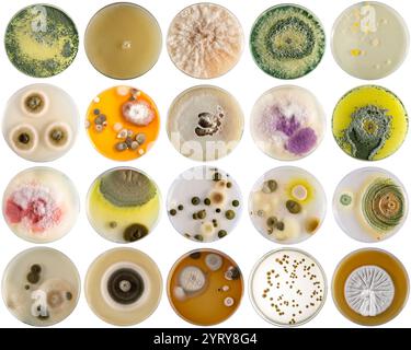 Différentes colonies colorées de micro-organismes poussant dans des boîtes de Pétri pour la recherche biologique Banque D'Images