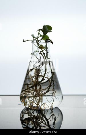 Plante avec des racines poussant dans l'eau à l'intérieur d'une fiole conique, réfléchissant sur une table de laboratoire, suggérant des recherches scientifiques ou des expériences Banque D'Images