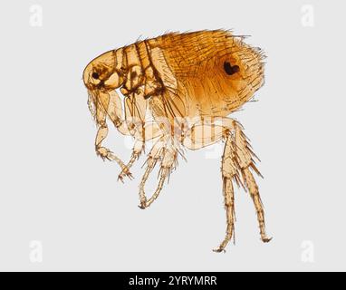 Agrandie, vue d'une puce de rat oriental, ? Xenopsylla cheopis, vecteur de la peste bubonique bien connu. Il a été trouvé sur la peau d'un rat malaisien. Banque D'Images