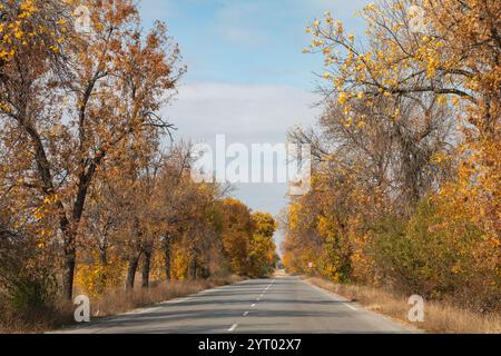 Route de montagne à travers le paysage d'automne pittoresque de la province du Montana, Bulgarie, avec le feuillage d'automne vibrant et les voitures voyageant le long du ro nouvellement pavé Banque D'Images