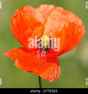 Un coquelicot sauvage. Une fleur sauvage voyante commune dans les friches. Banque D'Images