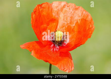 Un coquelicot sauvage. Une fleur sauvage voyante commune dans les friches. Banque D'Images