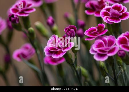 Gros plan des belles fleurs bicolores roses et rouges de la plante vivace compacte Dianthus 'Pink Kisses'. Avec espace de copie. Banque D'Images