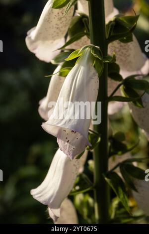 Gros plan extrême d'une fleur de foxglove blanche en forme de cloche (digitalis purpurea) avec éclairage latéral naturel et espace de copie. Banque D'Images
