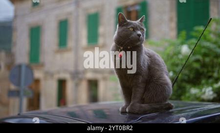 Chat gris assis sur un toit de voiture dans une rue de village européen avec des bâtiments en pierre et des volets verts. Banque D'Images