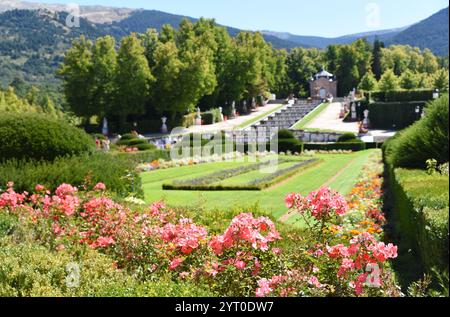 Rosiers fleuris jardins du Palais Royal à la Granja de San Ildefonso (Espagne) Banque D'Images