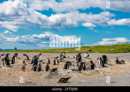 Colonie de pingouins avec nids sur l'île d'isla Martillo en Argentine, près d'Ushuaia. Magellan Penguin Rookery Group d'oiseaux aquatiques sans vol Antarctique Banque D'Images