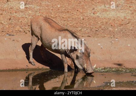 Phacochère du désert (Phacochoerus aethiopicus) dans un point d'eau en saison sèche, réserve nationale de Samburu, Kenya, Afrique de l'est Banque D'Images