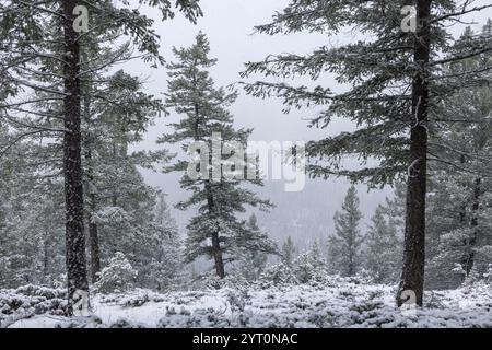 Forêt de pins canadiens dans la neige, parc national Banff, Alberta, Canada. Automne (octobre) 2024. Banque D'Images