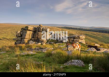 Poneys paissant à côté de Black Tor près de Princetown dans le parc national de Dartmoor, Devon, Angleterre. Été (août) 2024. Banque D'Images