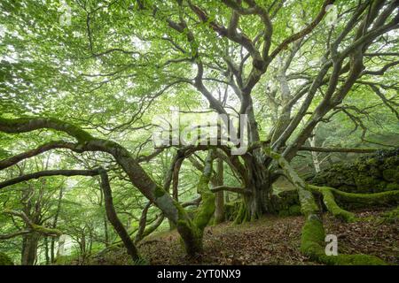Ancien hêtre dans un bois de feuillus, parc national de Dartmoor, Devon, Angleterre. Été (juin) 2024. Banque D'Images