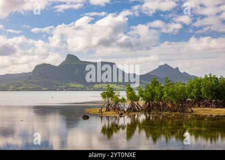 Arbres de mangrove à marée basse à point Jerome près de Mahébourg sur l'île Maurice de l'océan Indien, Afrique de l'est. Juin 2024. Banque D'Images