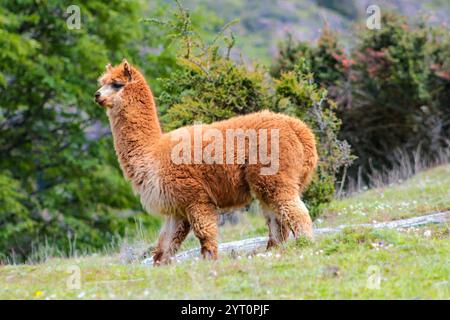 Troupeau de lamas et d'alpagas sur une prairie verte au Pérou. Animaux domestiques et sauvages des Andes. Alpaga moelleux animaux et bébés Banque D'Images