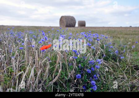 Balles de maïs avec du pavot et des fleurs de maïs sur le bord de Un champ récolté à Cornwall.UK Banque D'Images