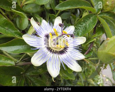 Fleur de la passion 'Passiflora caerulea' avec sa fleur en forme de bol blanche, avec des filaments coronaux bleus et violets fleurissant vigoureusement près d'un h. Banque D'Images