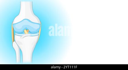 OS de genou joint sur fond bleu et blanc avec espace de copie pour votre texte. Vue de face du genou humain. Illustration vectorielle Illustration de Vecteur