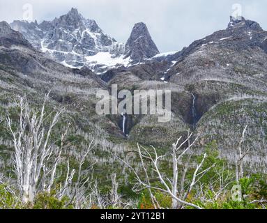 Face est de Paine Grande dans le parc national Torres del Paine dont les pentes sont couvertes de restes de forêt de Lenga tuée par le feu = Patagonia Chile Banque D'Images