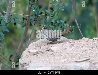 Un rire à la menthe rufus perché sur une branche d'arbre à la périphérie de la ville de Sattal dans l'Uttarakhand Banque D'Images