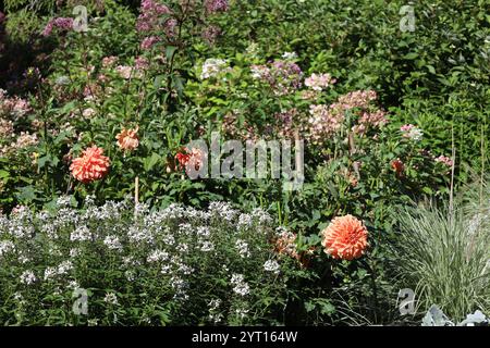 pléthore de fleurs assorties dans des couleurs assorties Banque D'Images