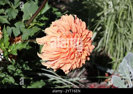 grande fleur d'oranger rose avec guêpe visitant Banque D'Images