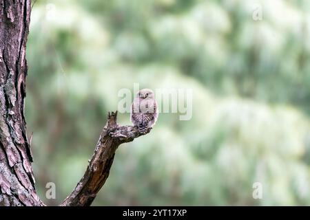 Une chouette de la jungle perchée sur une branche d'arbre près d'un ruisseau d'eau dans la ville sattale d'Uttarakhand Banque D'Images