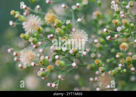 Conyza canadensis, ou paille de lit canadienne, gros plan de la paille de lit. Délicates fleurs moelleuses sur un fond flou en automne, octobre. Floral d'automne Banque D'Images